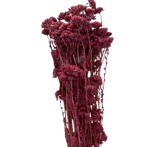 Preserved Achilea Lavander - Image 2