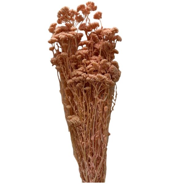 Preserved Achilea pink - Image 2