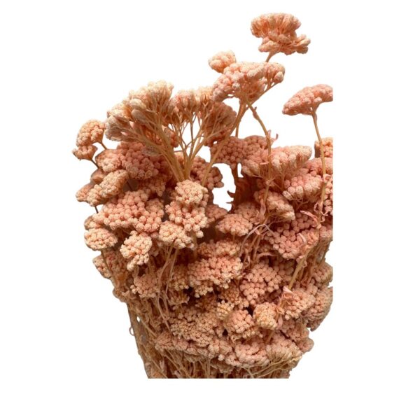 Preserved Achilea pink