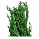 Dry green sativa oat