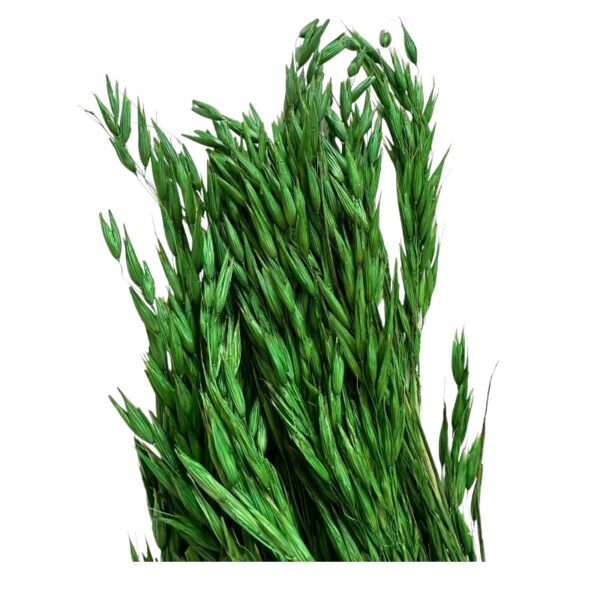 Dry green sativa oat
