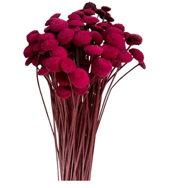 Dry cherry color botao