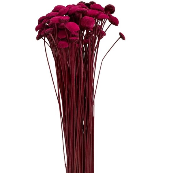 Dry cherry color botao - Image 2