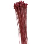 Dry fuchsia Jacilda - Image 2