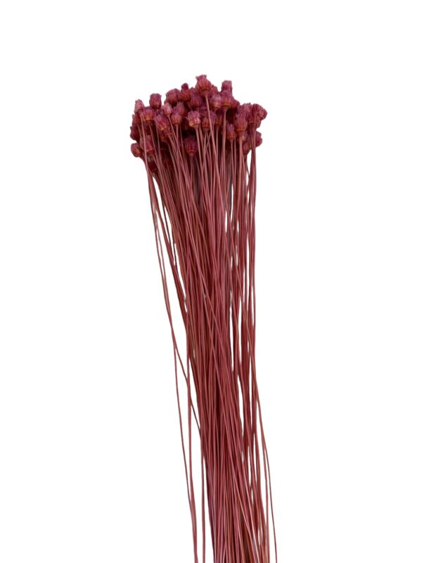 Dry fuchsia Jacilda - Image 2