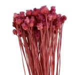 Dry fuchsia Jacilda