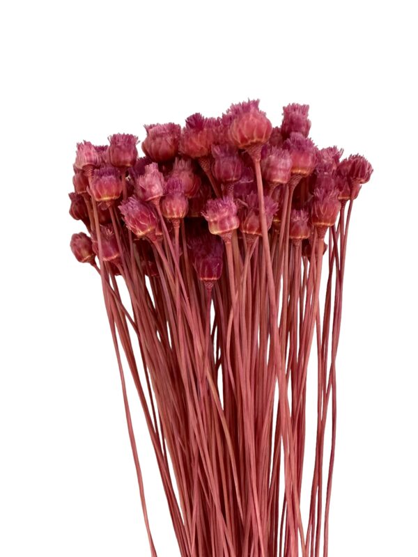 Dry fuchsia Jacilda