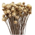 Dry white Glixia