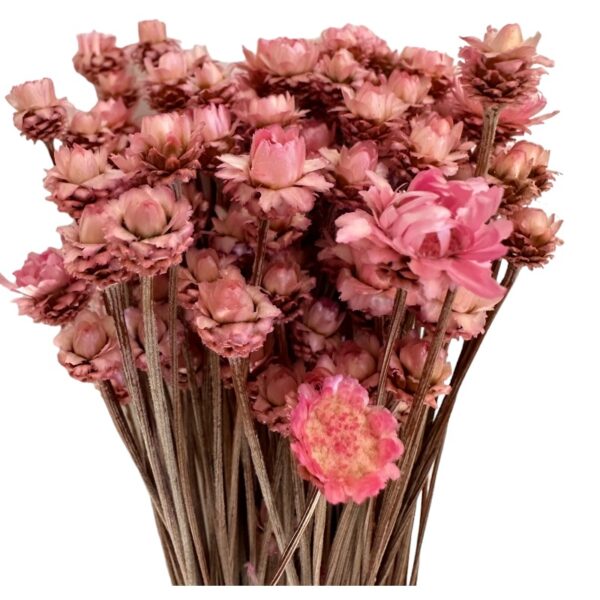Dry pink Glixia