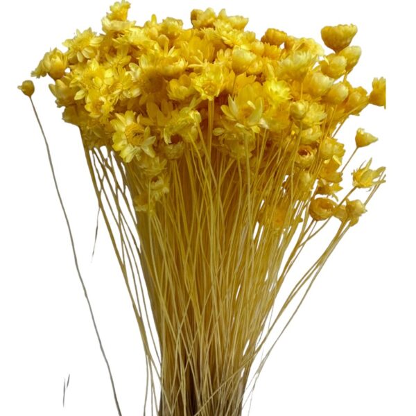 Dry yellow Mini Glixia - Image 2
