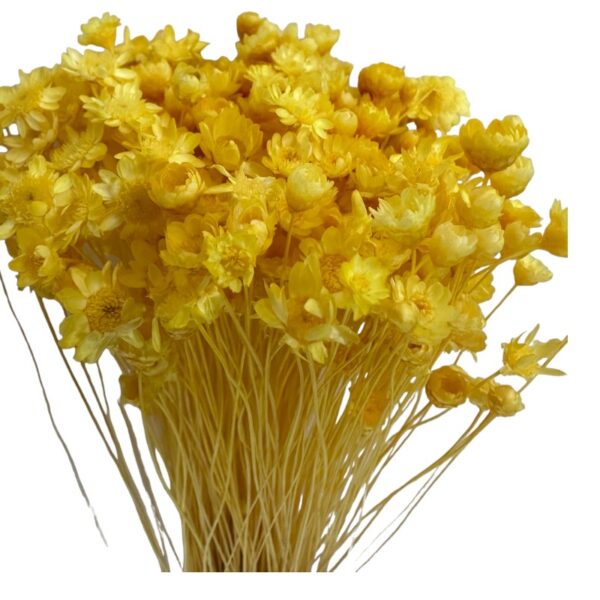 Dry yellow Mini Glixia