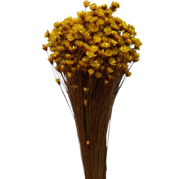 Dry mustard color Mini Glixia - Image 2