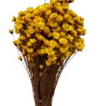 Dry mustard color Mini Glixia