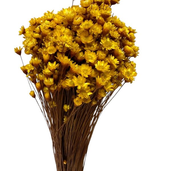 Dry mustard color Mini Glixia