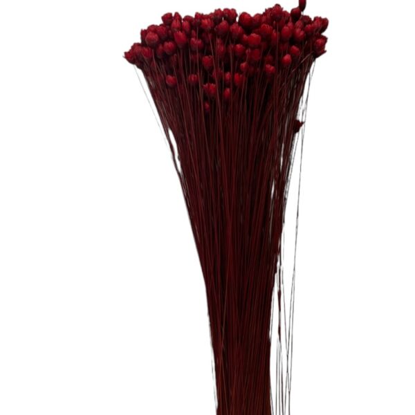 Dry red mini Glixia - Image 2