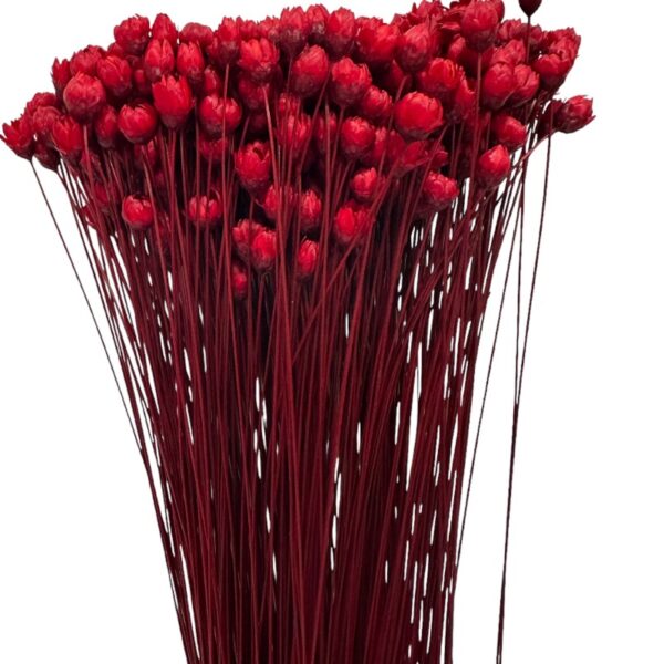 Dry red mini Glixia
