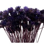 Dry purple Hill flower