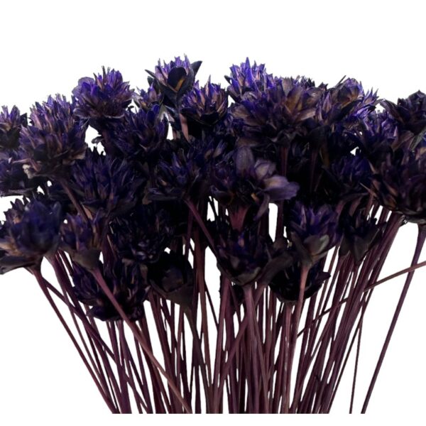 Dry purple Hill flower