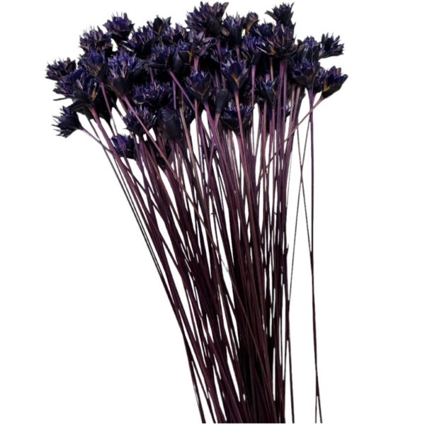 Dry purple Hill flower - Image 2