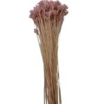 Dry mauve Hill flower - Image 2