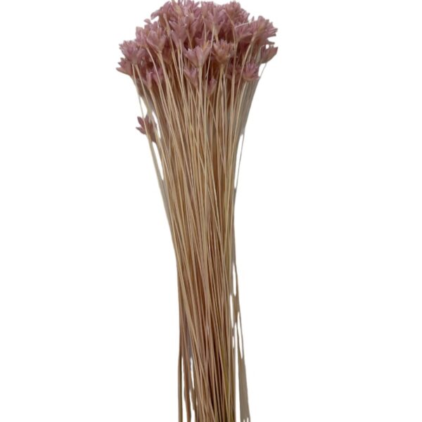 Dry mauve Hill flower - Image 2
