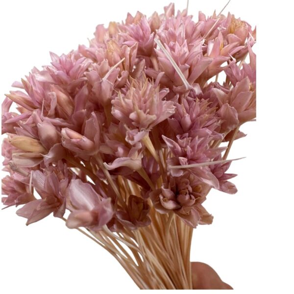 Dry mauve Hill flower