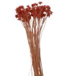 Dry pink Hill flower - Image 2