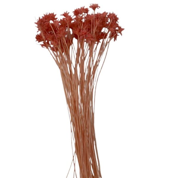 Dry pink Hill flower - Image 2