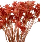 Dry pink Hill flower