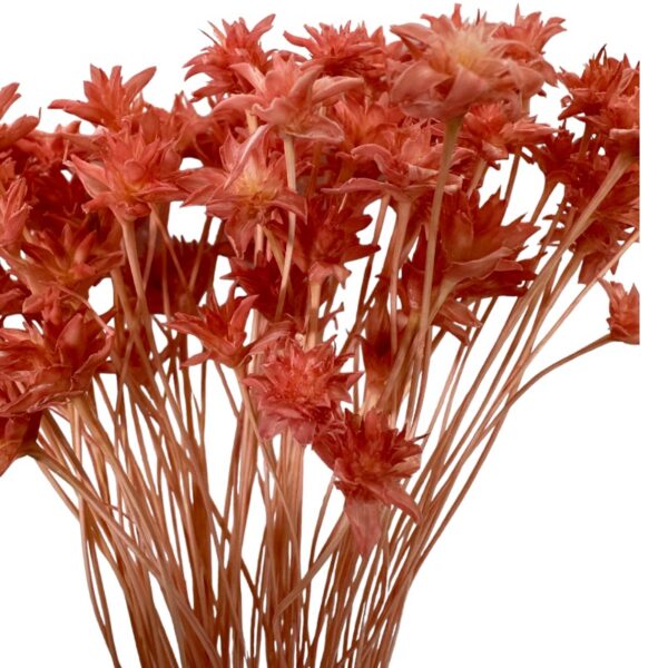 Dry pink Hill flower