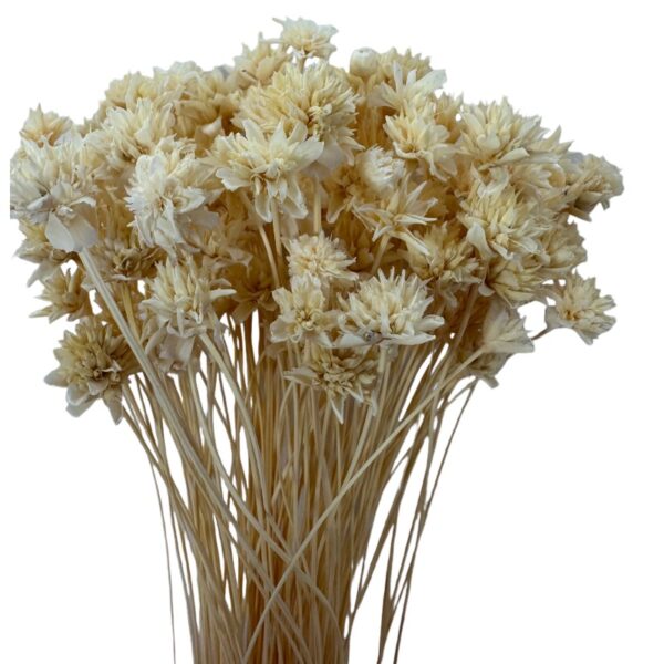 Dry white Hill flower