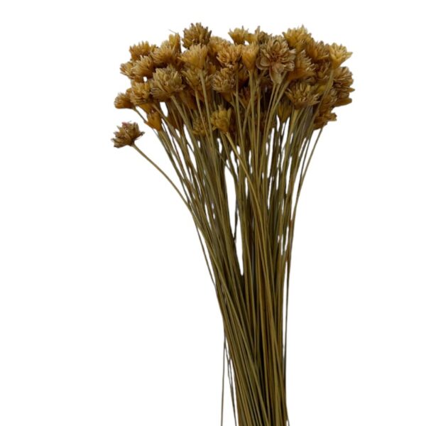 Dry natural brown Hill flower - Image 2