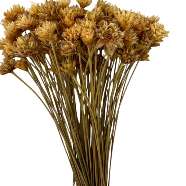 Dry natural brown Hill flower