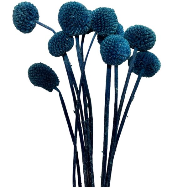 Preserved blue craspedia