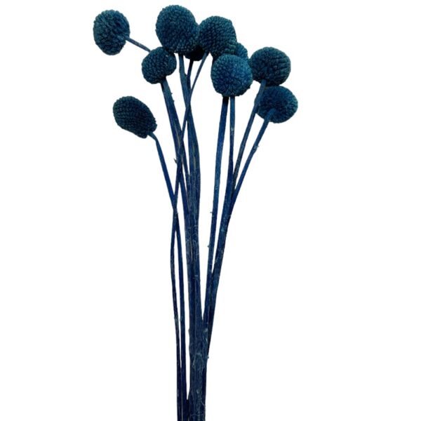 Preserved blue craspedia - Image 2