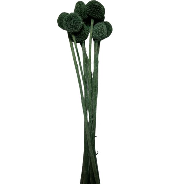Preserved black craspedia - Image 2