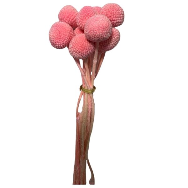 Preserved pink craspedia
