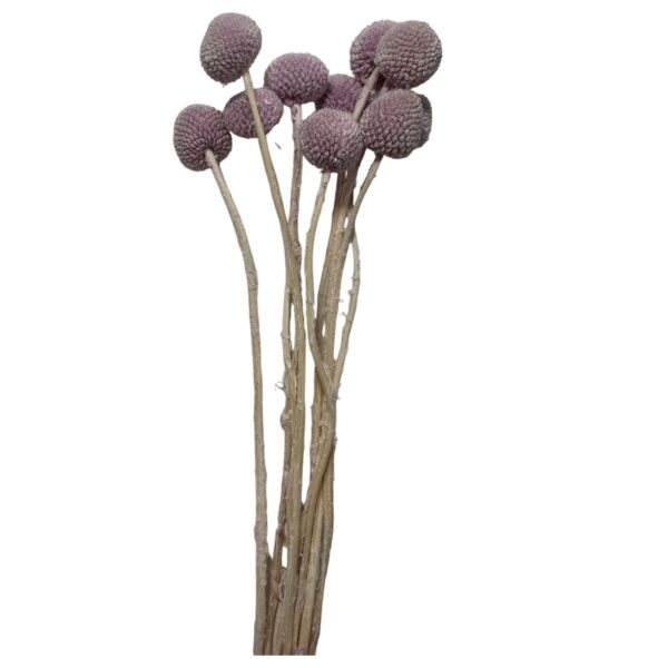 Preserved lavender craspedia - Image 2
