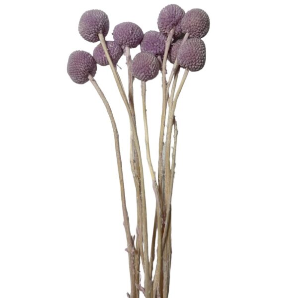 Preserved lavender craspedia