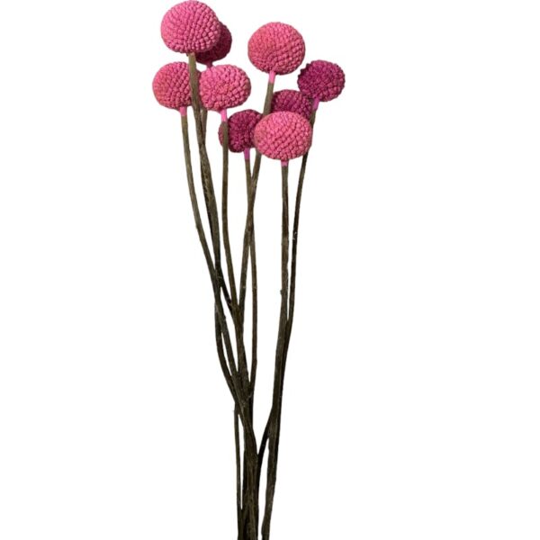 Dry fuchsia craspedia - Image 2