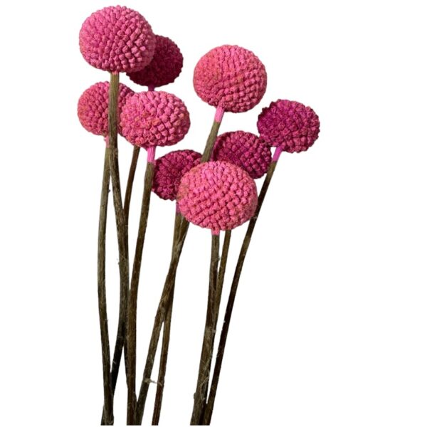 Dry fuchsia craspedia