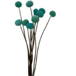 Dry blue craspedia - Image 2