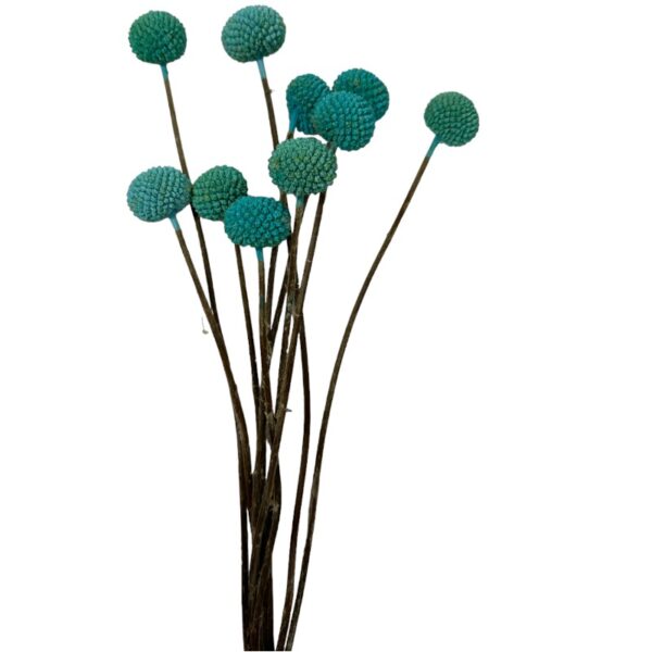 Dry blue craspedia - Image 2