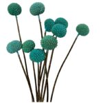 Dry blue craspedia