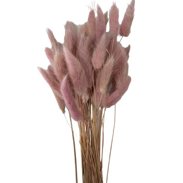 Dry light mauve color Lagurus - Image 2