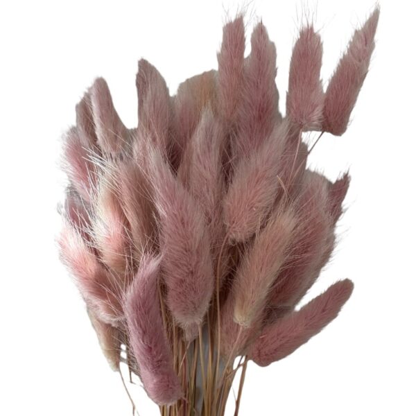 Dry light mauve color Lagurus