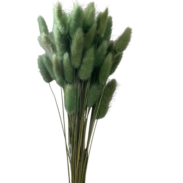 Dry mint green Lagurus - Image 2