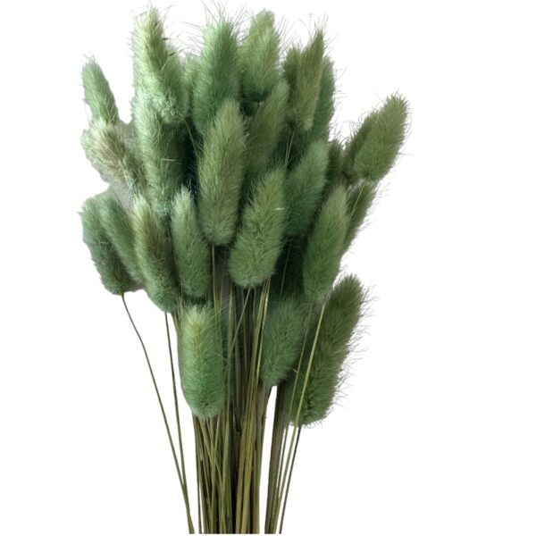 Dry mint green Lagurus