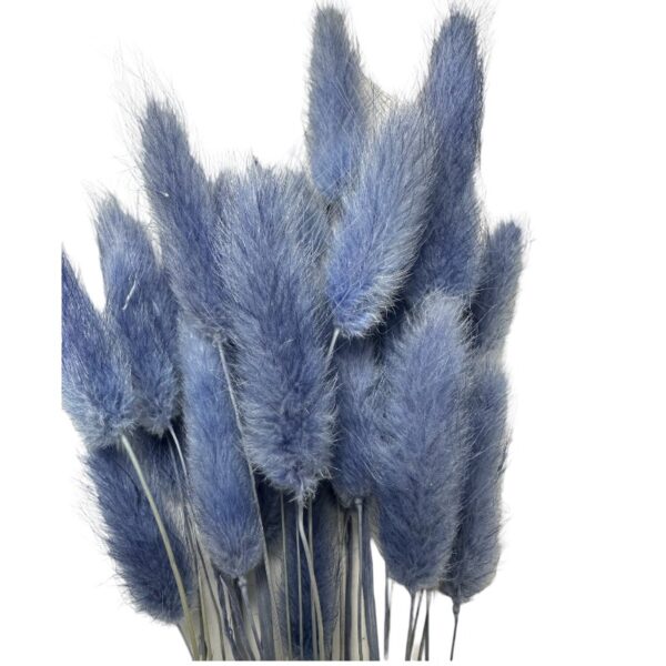 Dry lavender Lagurus
