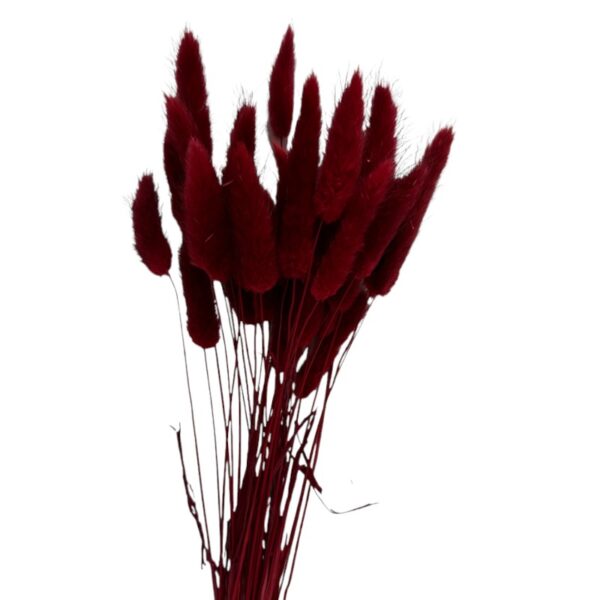 Dry wine color Lagurus - Image 2